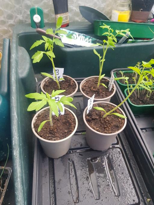 Buy & Sell Longley Sheffield - Photos for 4 tigerlella tomato plants