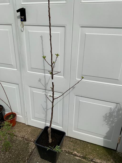 Buy & Sell Stirchley Birmingham - Photos for Apple tree