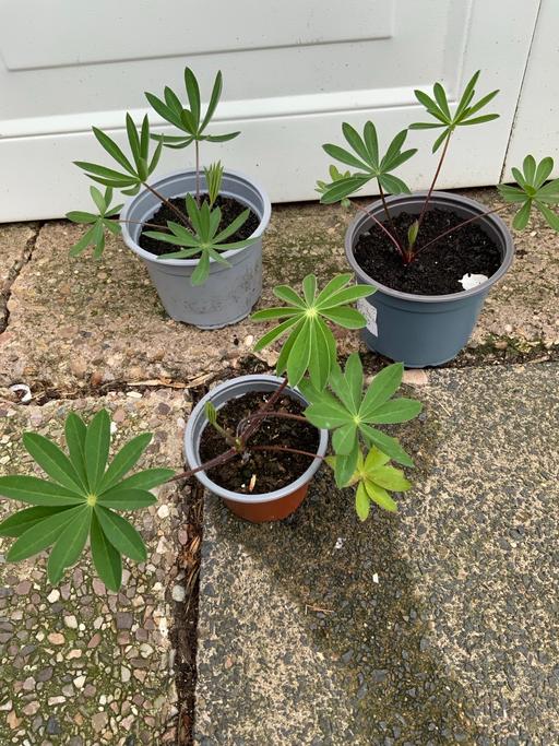 Buy & Sell Stirchley Birmingham - Photos for Dwarf Lupins