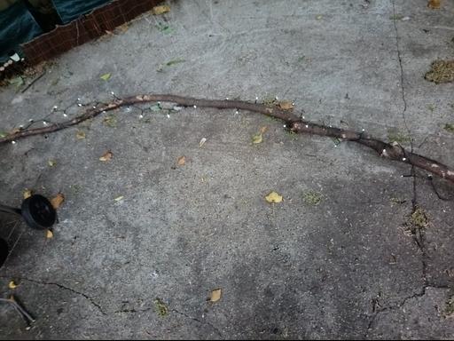 Buy & Sell Peckham South East London - Photos for solar string lights