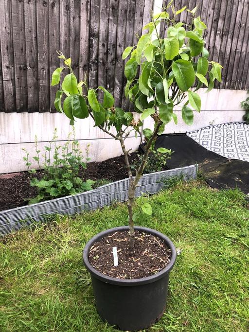 Buy & Sell Bilston Wolverhampton - Photos for Pear tree🍐