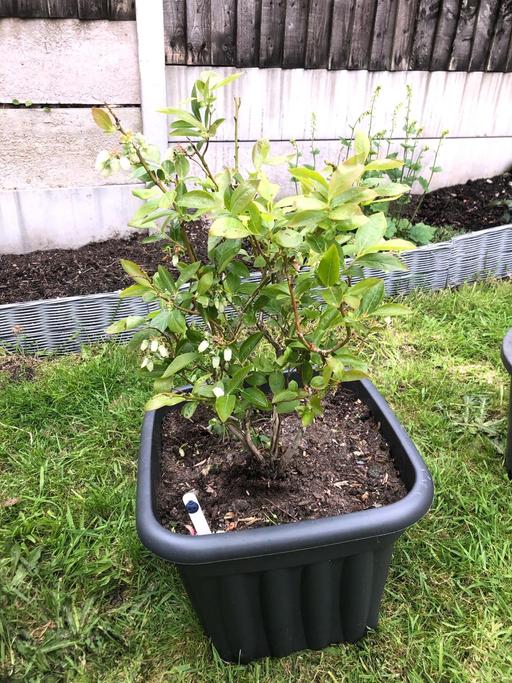 Buy & Sell Stow Heath Wolverhampton - Photos for Blueberry Bush🫐