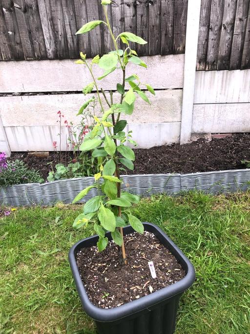 Buy & Sell Bilston Wolverhampton - Photos for Plum tree