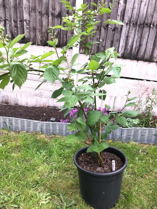 Buy & Sell Bilston Wolverhampton - Photos for Blackberry tree