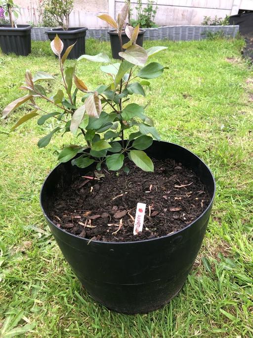 Buy & Sell Stow Heath Wolverhampton - Photos for Apple tree🍎