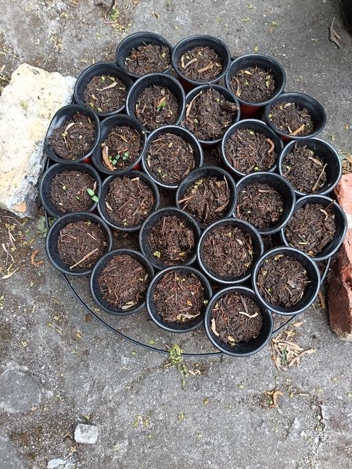 Buy & Sell Peckham South East London - Photos for selection of plants