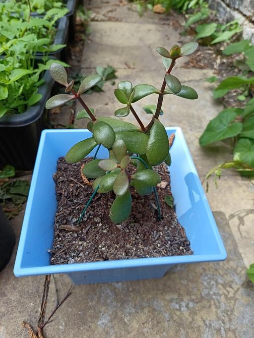 Buy & Sell Nunhead South East London - Photos for crassula ovata