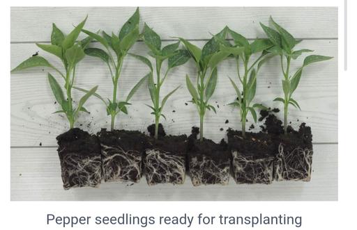 Buy & Sell Maple Cross Three Rivers - Photos for bell pepper plant