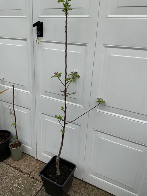 Buy & Sell Stirchley Birmingham - Photos for Apple tree