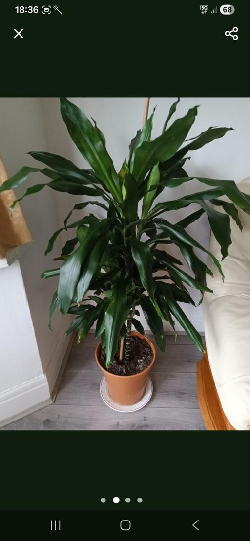 Buy & Sell Hamstead Industrial Estate Birmingham - Photos for HOUSE PLANT