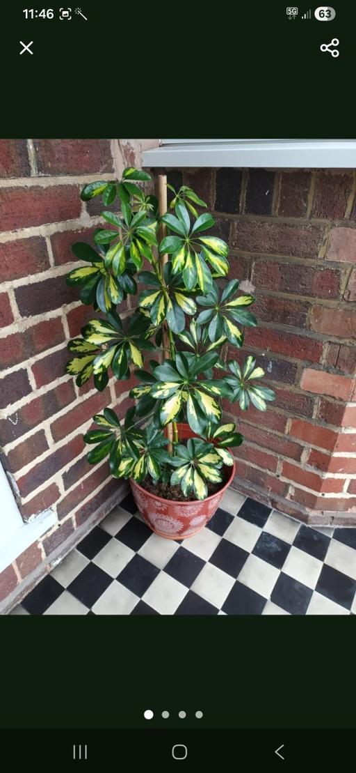 Buy & Sell Hamstead Industrial Estate Birmingham - Photos for HOUSE PLANT