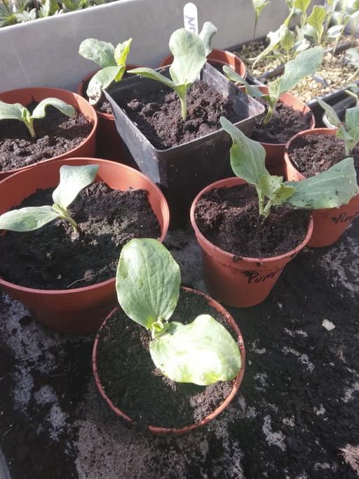 Buy & Sell Netherton Dudley - Photos for Pumpkin plants and French marigolds