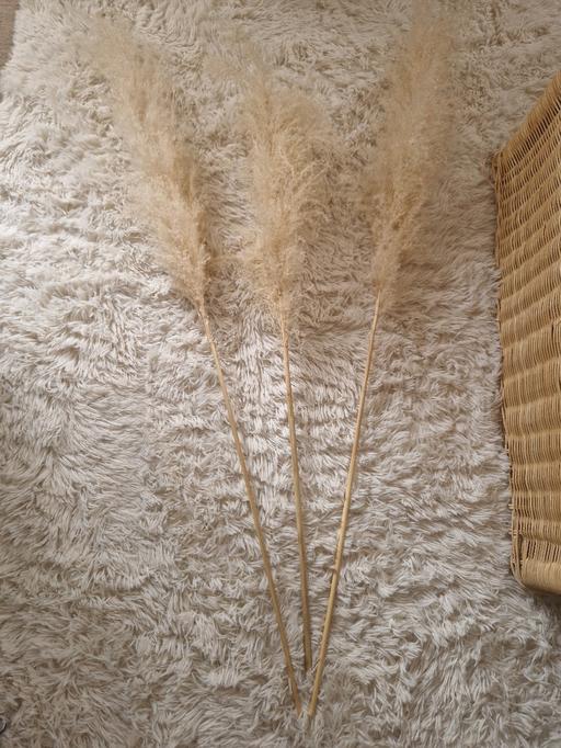 Buy & Sell Hall Green Birmingham - Photos for 3x the range cream fluffy pampas grass stems