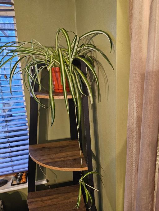 Buy & Sell Bradmore Wolverhampton - Photos for Healthy plant 🪴