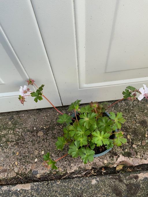 Buy & Sell Stirchley Birmingham - Photos for Perennial alpine geranium