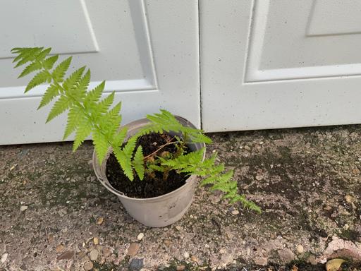 Buy & Sell Kings Heath Birmingham - Photos for Ferns