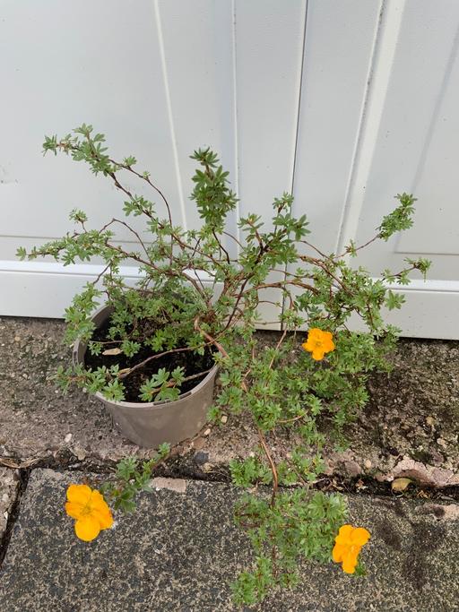 Buy & Sell Kings Heath Birmingham - Photos for Shrub Potentilla Fruiticosa sunset