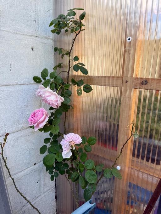 Buy & Sell Manor Park East London - Photos for Highly fragrant climbing rose plant
