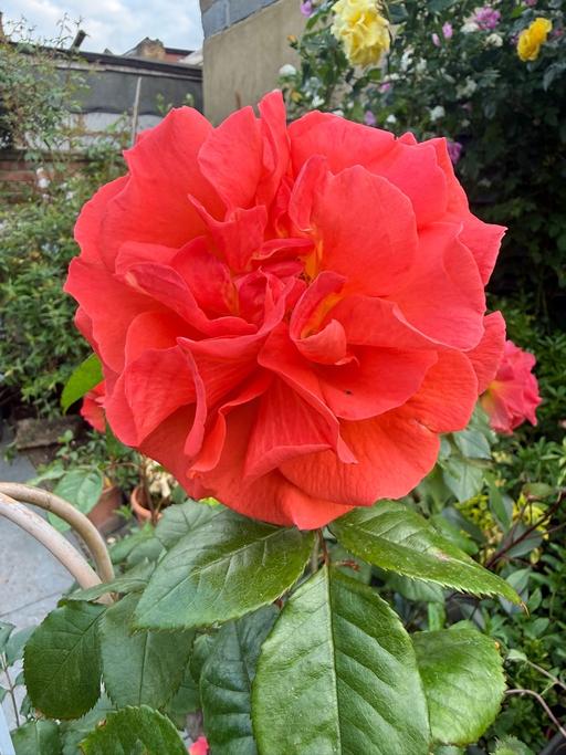 Buy & Sell Forest Gate East London - Photos for Deep Orange climbing rose plant