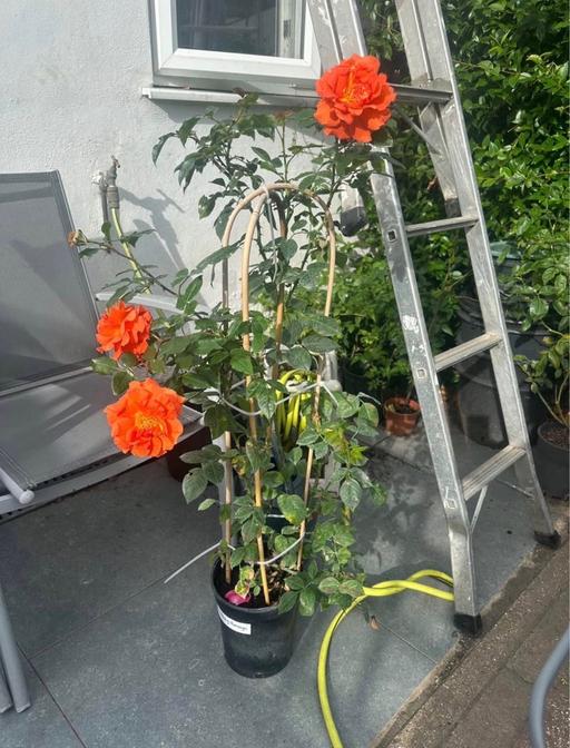 Buy & Sell Forest Gate East London - Photos for Orange climbing rose plant