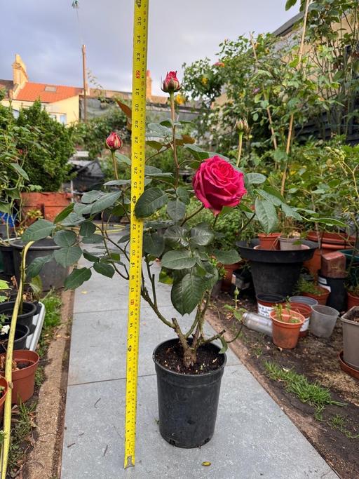 Buy & Sell Manor Park East London - Photos for Violet hybrid tea rose plant