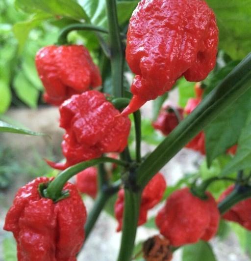Buy & Sell Manor Park East London - Photos for Extra hot Carolina reaper naga chilli