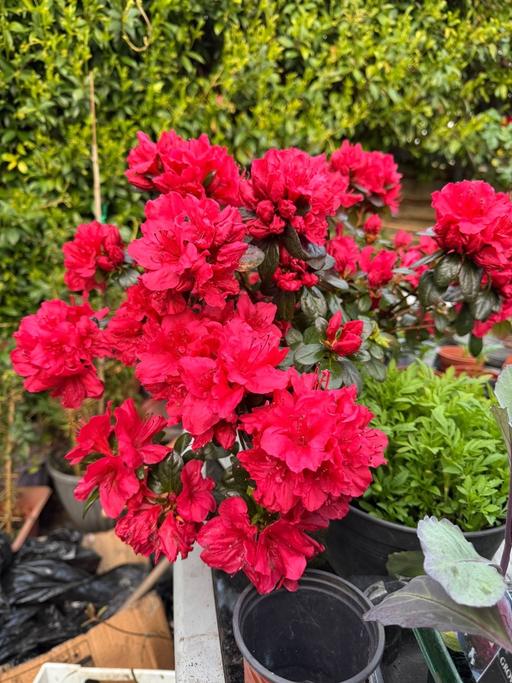 Buy & Sell Forest Gate East London - Photos for Full bloom azalea plant