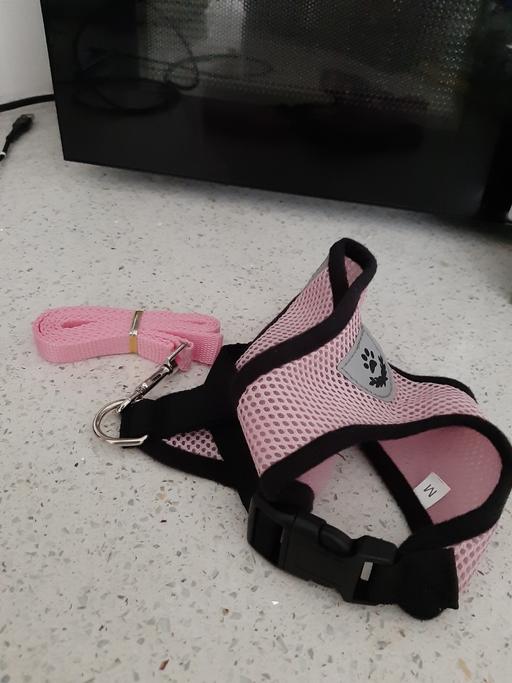 Buy & Sell South Hylton Sunderland - Photos for dog lead and harness