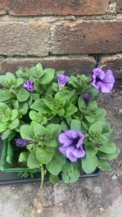 Buy & Sell Stow Heath Wolverhampton - Photos for Petunia plants