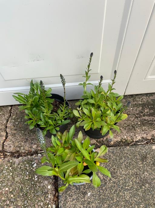 Buy & Sell Stirchley Birmingham - Photos for Veronica gentianoides