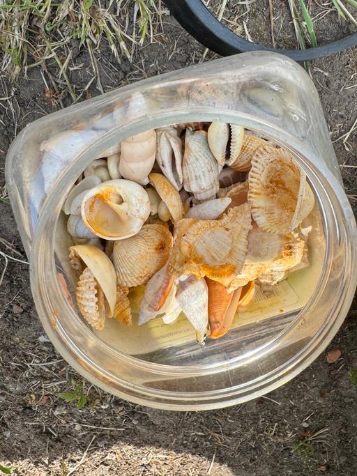 Buy & Sell Yardley Birmingham - Photos for Sea shells