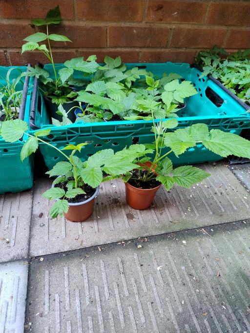 Buy & Sell Oldbury Sandwell - Photos for 🌹🌹 Raspberry plants £1🌹🌹