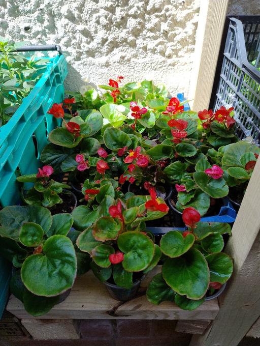 Buy & Sell Smethwick Sandwell - Photos for 💐🌹🥀 Begonia 50p🥀🌹💐