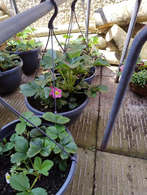 Buy & Sell Oldbury Sandwell - Photos for 🍓🍓 Strawberry Hanging Baskets 🍓🍓