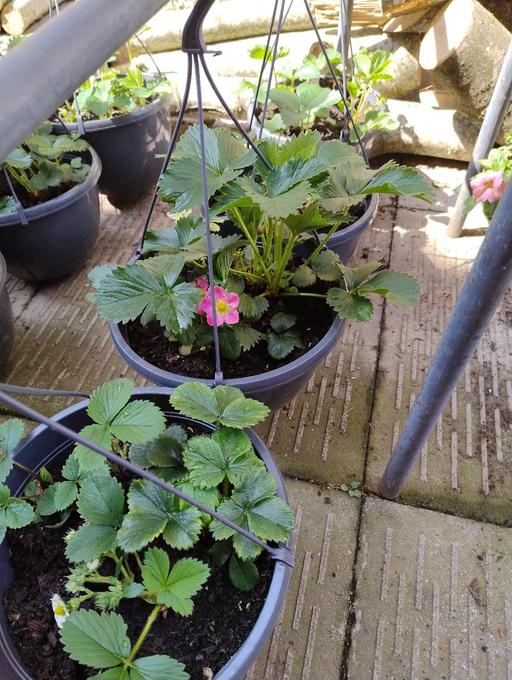 Buy & Sell Smethwick Sandwell - Photos for 🍓🍓 Strawberry Hanging Baskets 🍓🍓