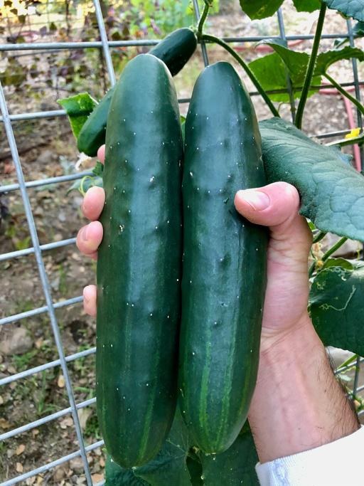Buy & Sell Oldbury Sandwell - Photos for 🥒🥒 Cucumber plants £1.50🥒🥒