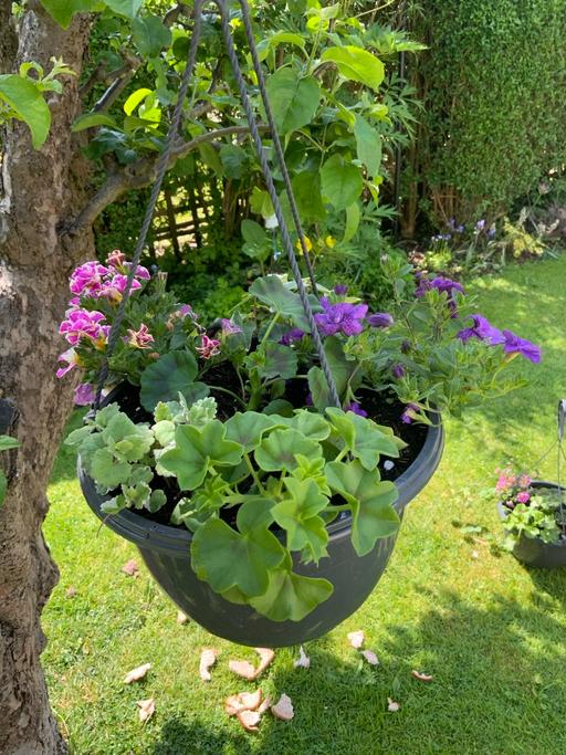 Buy & Sell Stirchley Birmingham - Photos for Summer hanging baskets