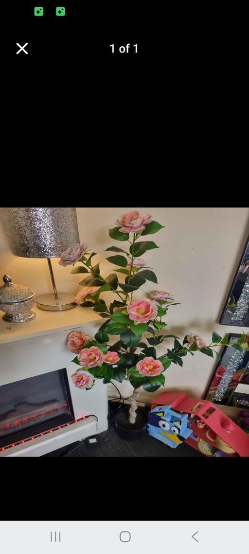 Buy & Sell Dudley Town Centre Dudley - Photos for Rose plant