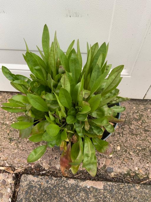 Buy & Sell Stirchley Birmingham - Photos for Coreopsis Solar variety
