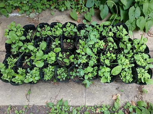 Buy & Sell Peckham South East London - Photos for x39 flower pots with Assortment