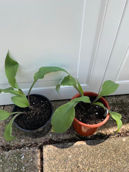 Buy & Sell Kings Heath Birmingham - Photos for Lipstick blonde Hosta