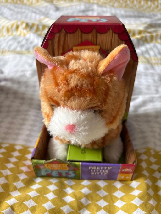 Buy & Sell Woodsetton Dudley - Photos for Potter patter pet cat