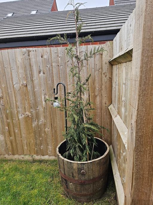Buy & Sell Whittington Lichfield - Photos for Leylandii Tree 🌳 and Whiskey Barrell ♥️