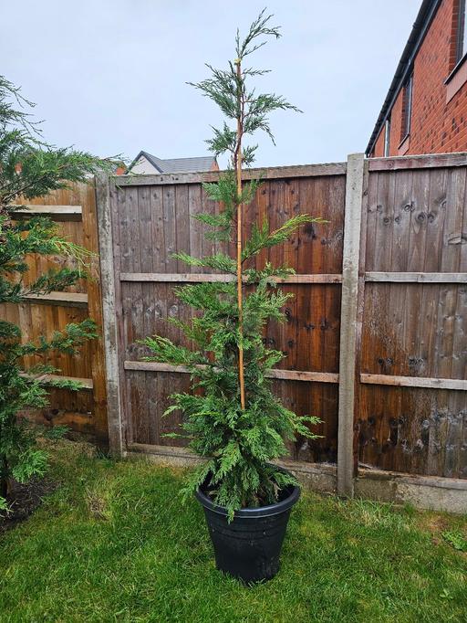 Buy & Sell Whittington Lichfield - Photos for Leylandii Tree 🌳 and Pot 🌳 ♥️