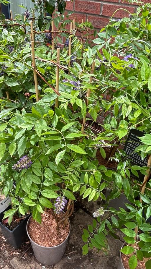 Buy & Sell Alum Rock Birmingham - Photos for Wisteria plant in a 4 litre pot