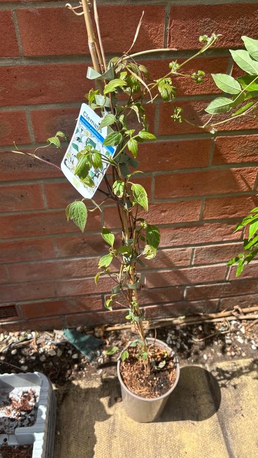 Buy & Sell Saltley Birmingham - Photos for White Clematis plant