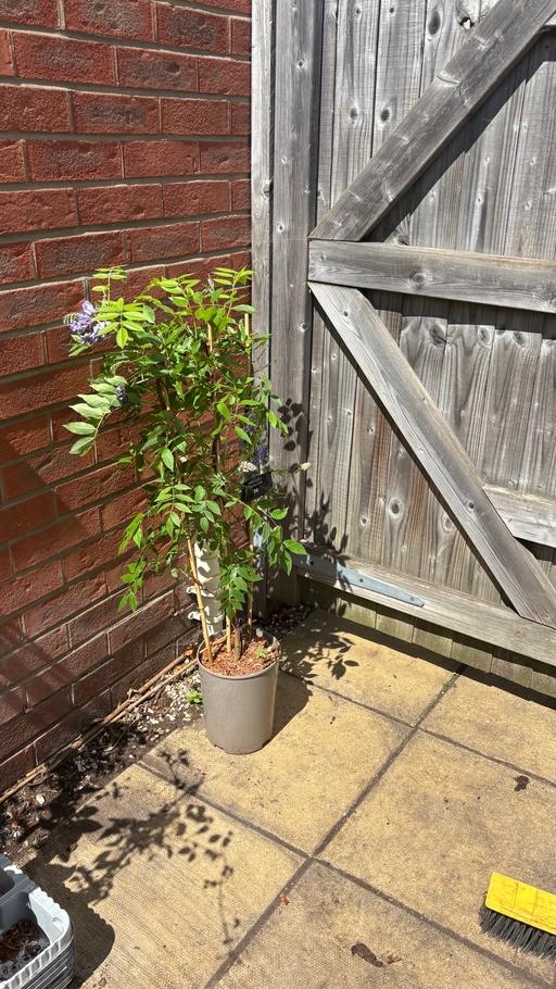 Buy & Sell Saltley Birmingham - Photos for Wisteria plant