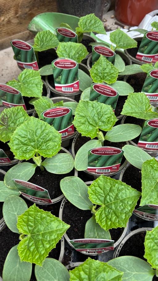 Buy & Sell Alum Rock Birmingham - Photos for Cucumber plants £2 each