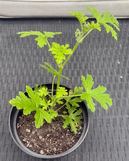 Buy & Sell Peckham South East London - Photos for Rose geranium
