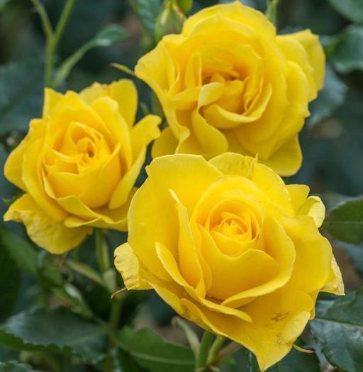 Buy & Sell Saltley Birmingham - Photos for Yellow standard rose plant